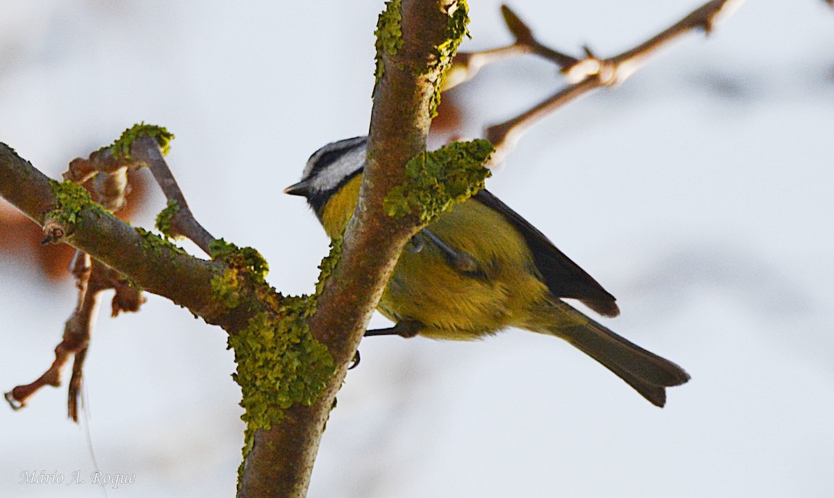 Синиця блакитна - ML647615466