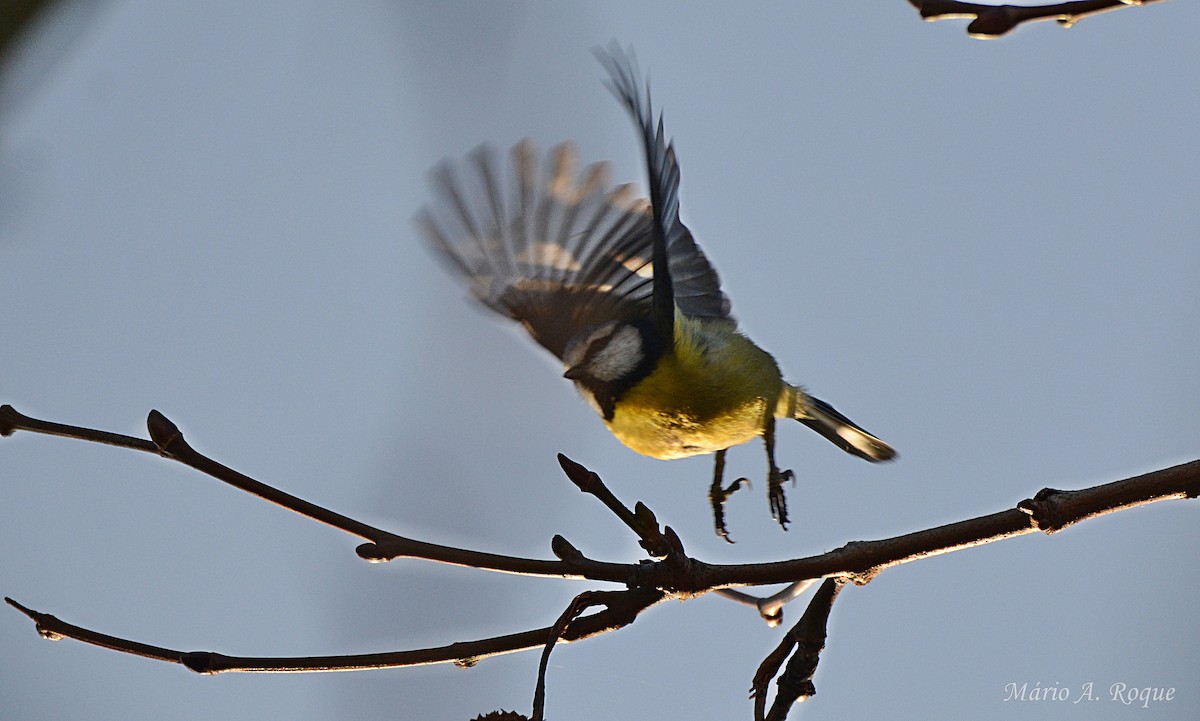 Синиця блакитна - ML647615467