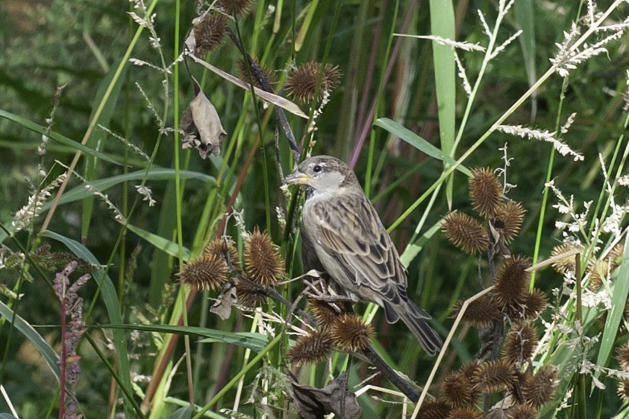Горобець хатній - ML647615469