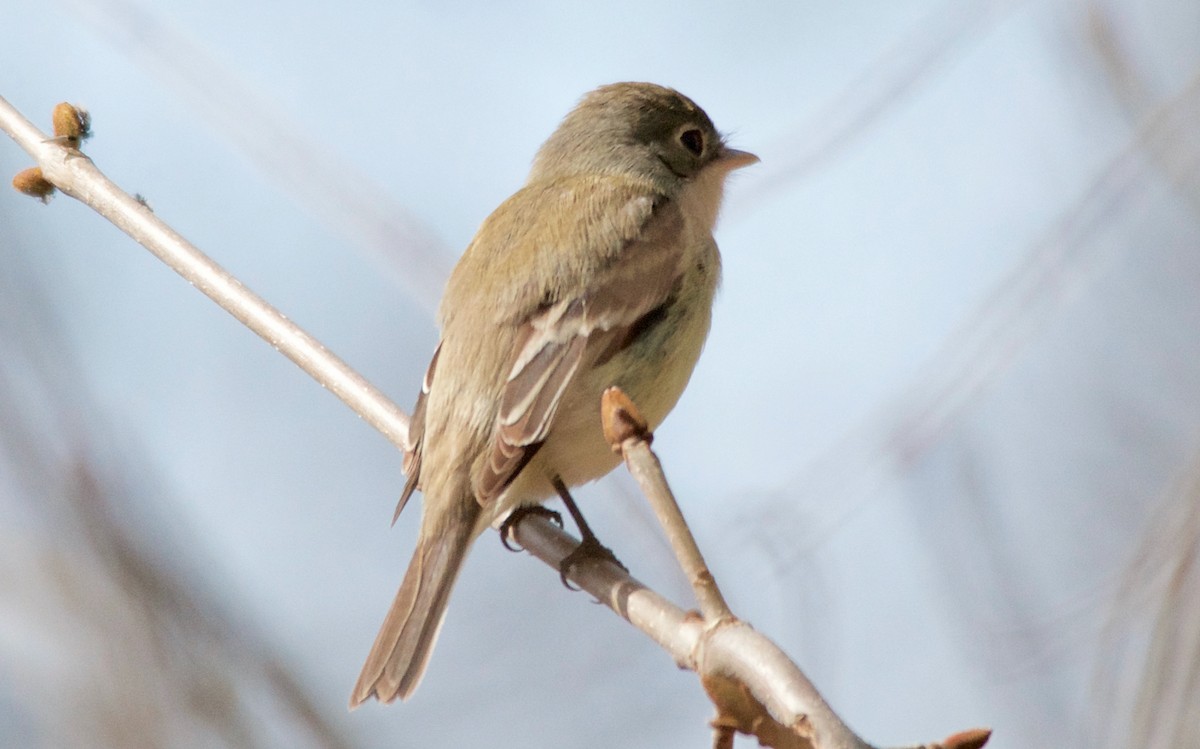 Піві-малюк сизий - ML647615470