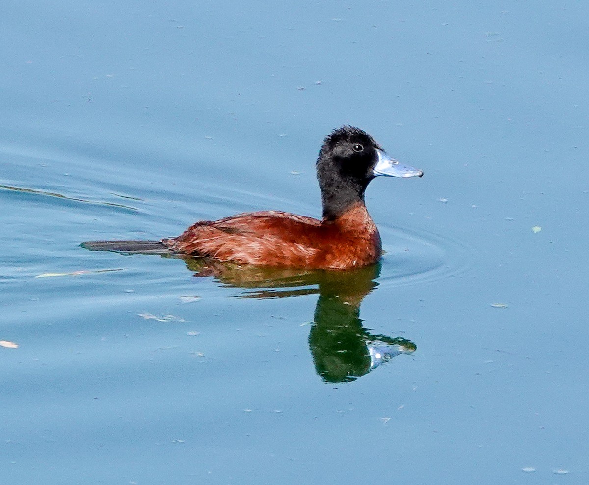 Савка аргентинська - ML647615471