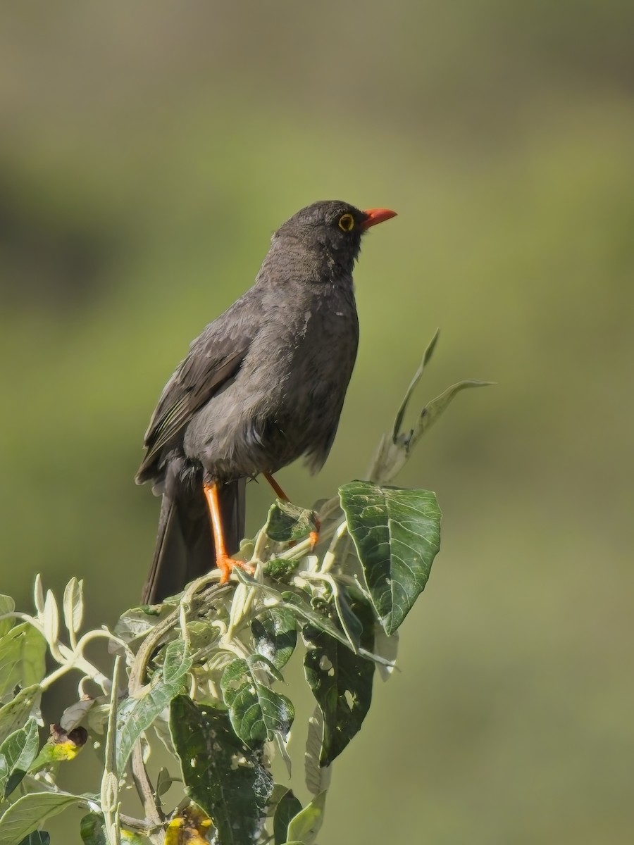 Дрізд великий - ML647615472