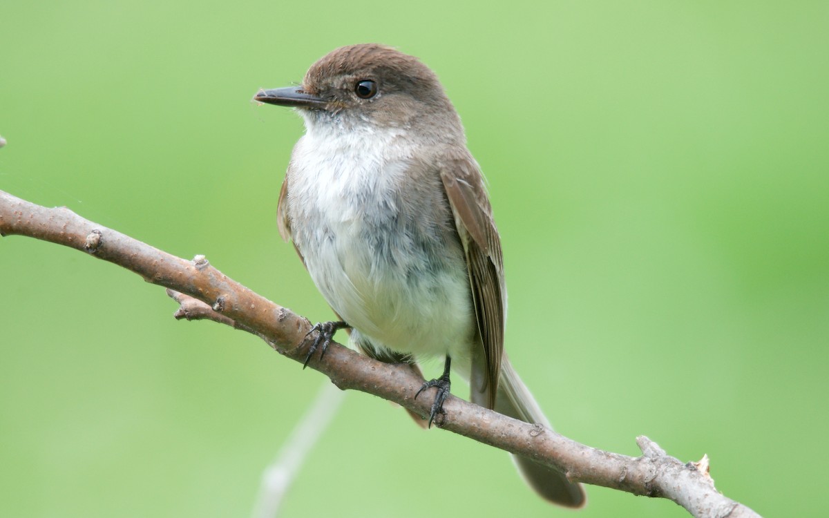 Феб буроспинний - ML647615477