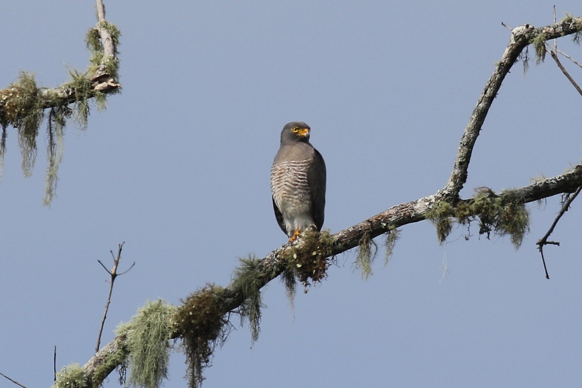 Канюк великодзьобий - ML647615479
