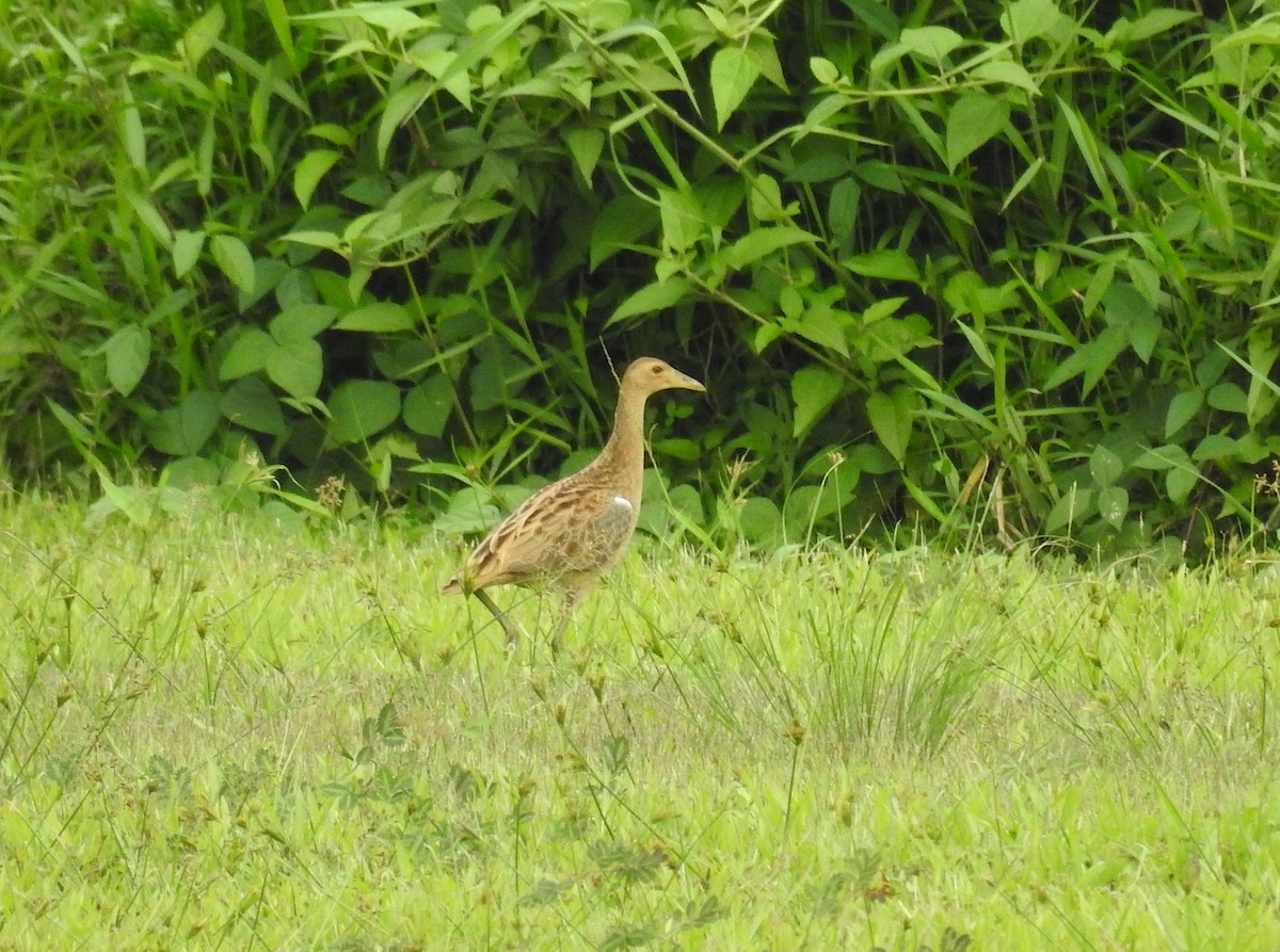 Рогатая камышница - ML647615487