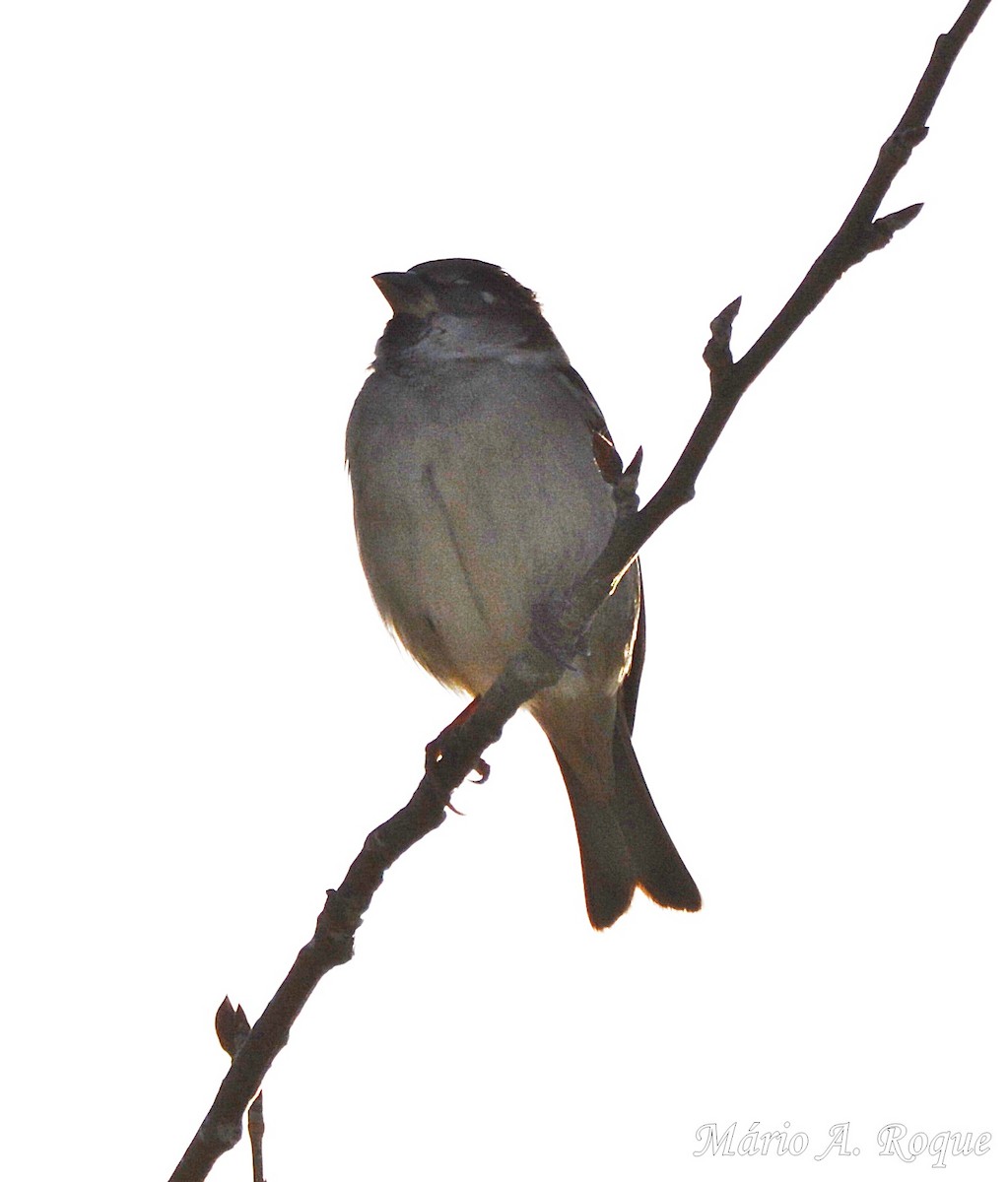 Gorrión Común - ML647615492