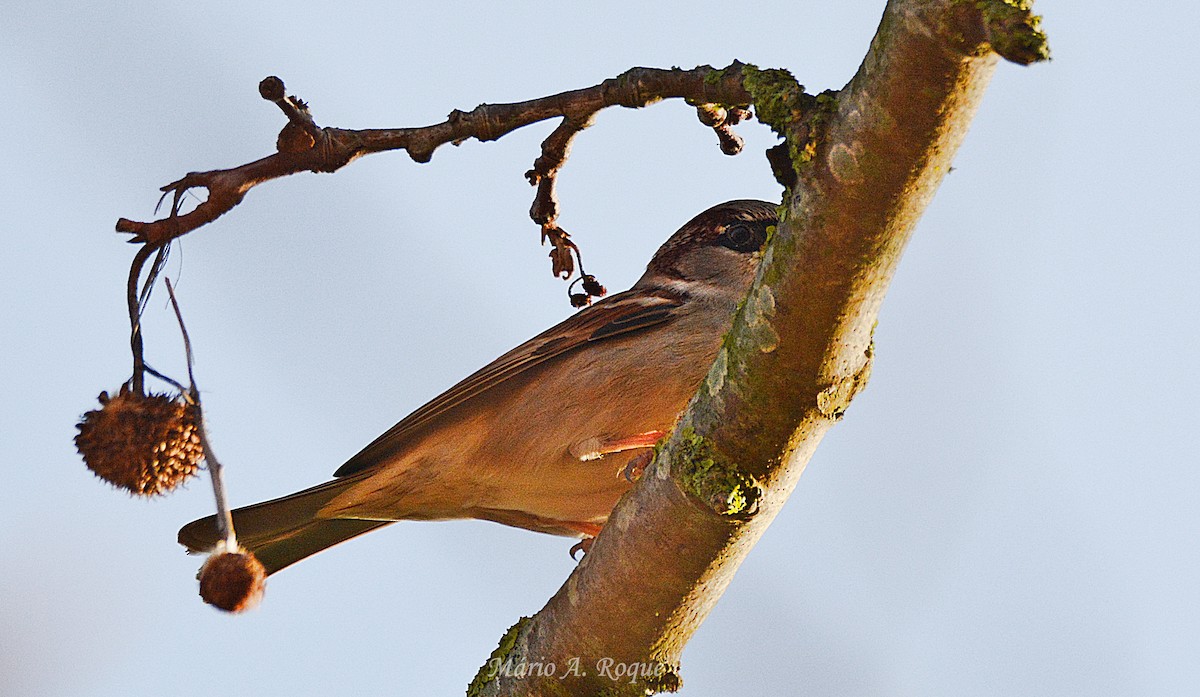 Gorrión Común - ML647615493