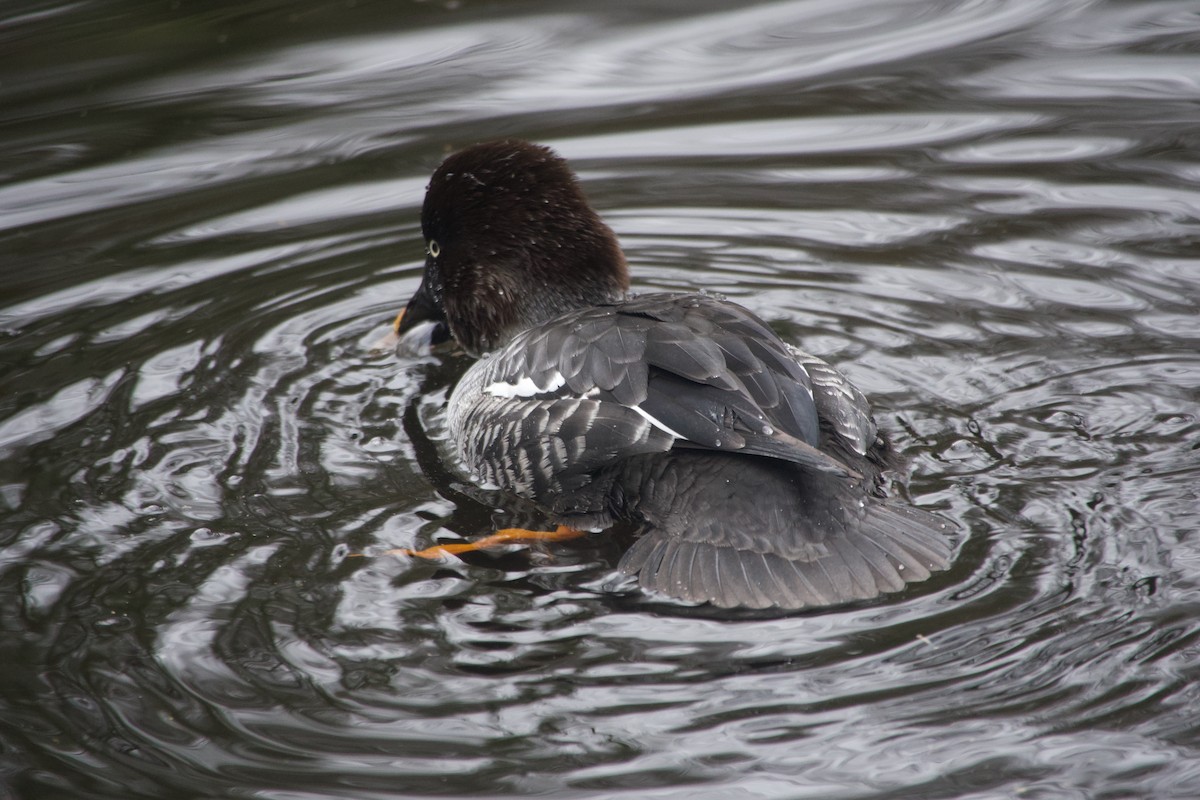 Гоголь зеленоголовий - ML647615502