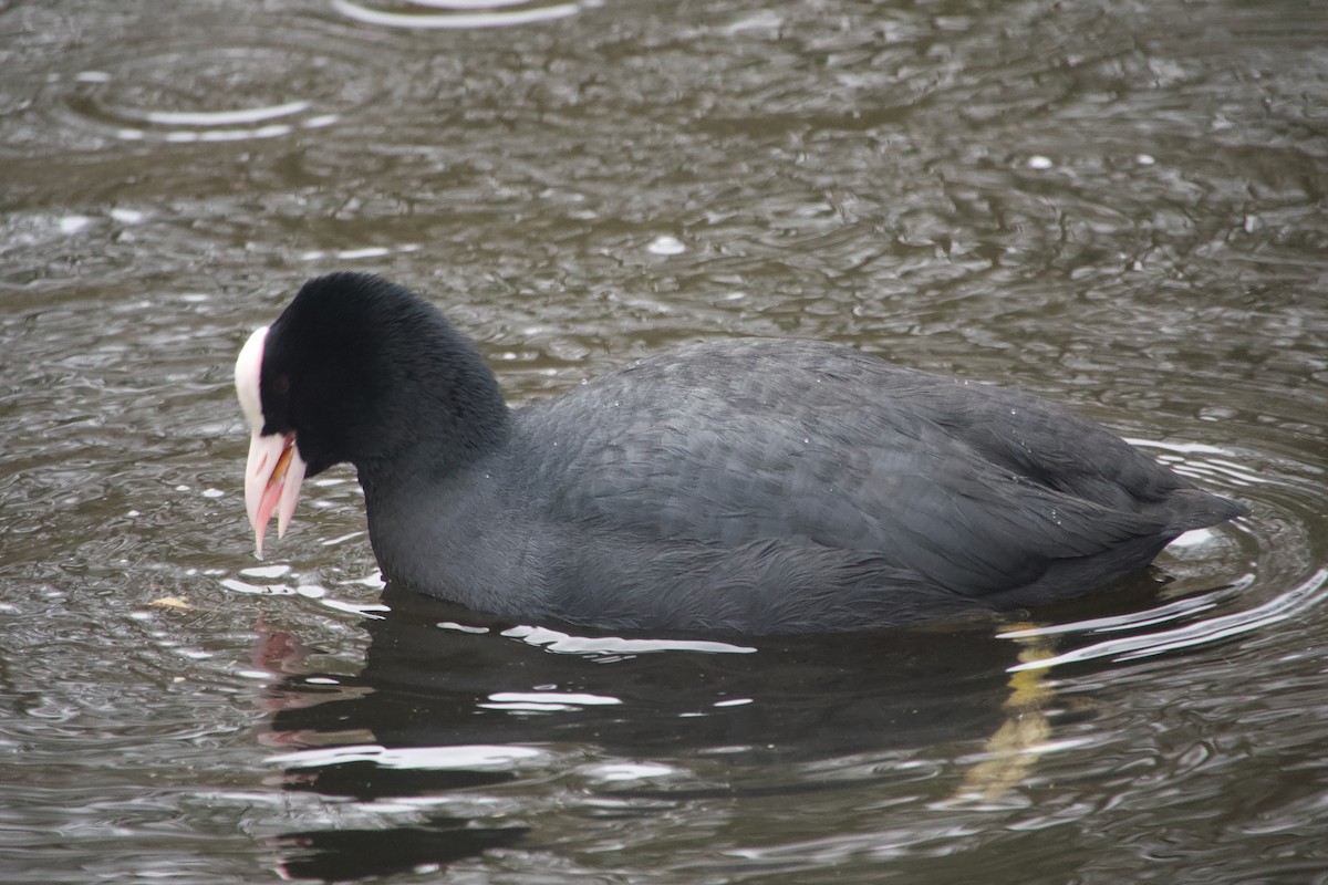 Лиска звичайна - ML647615507