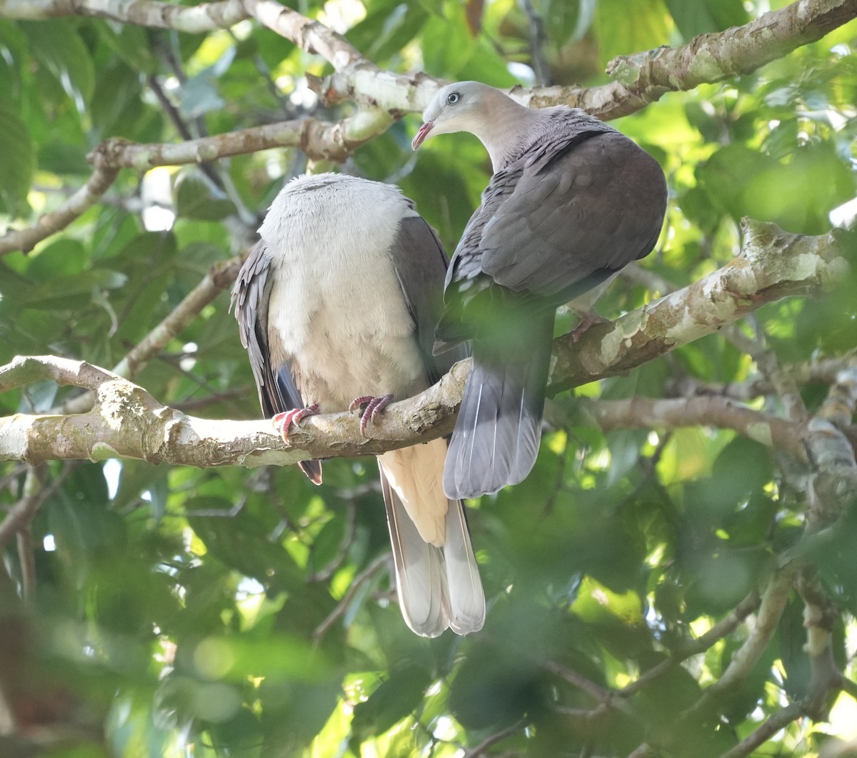 Пінон гірський - ML647615513