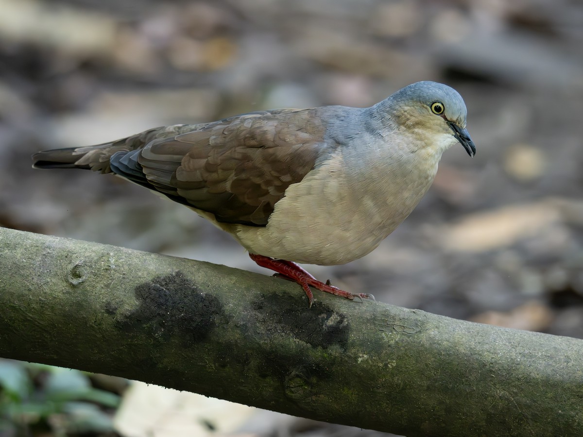 Горличка мексиканська - ML647615514