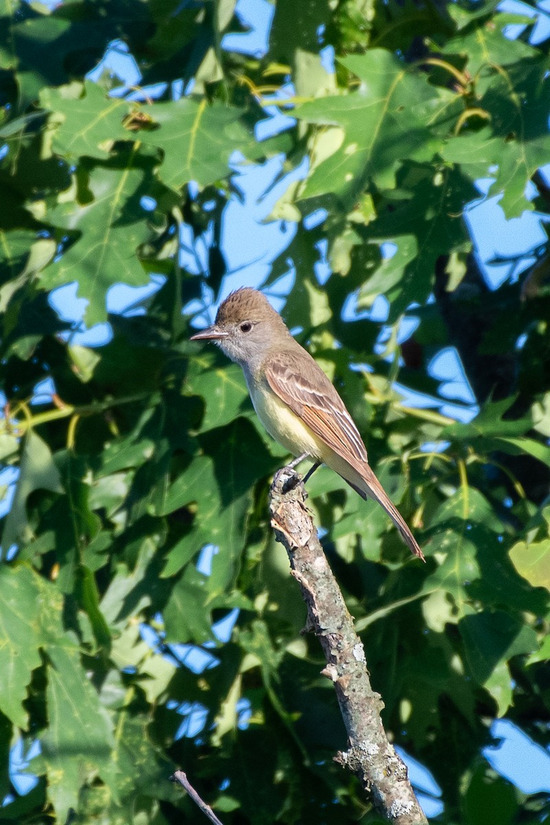 Копетон чубатий - ML647615515