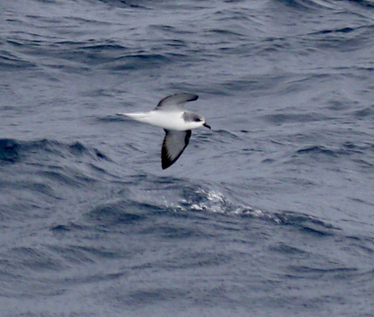 Тайфунник Кука - ML647615516