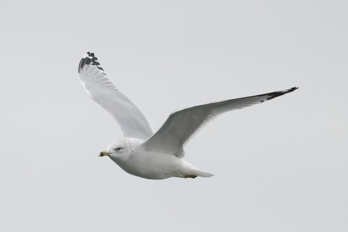 Мартин делаверський - ML647615517