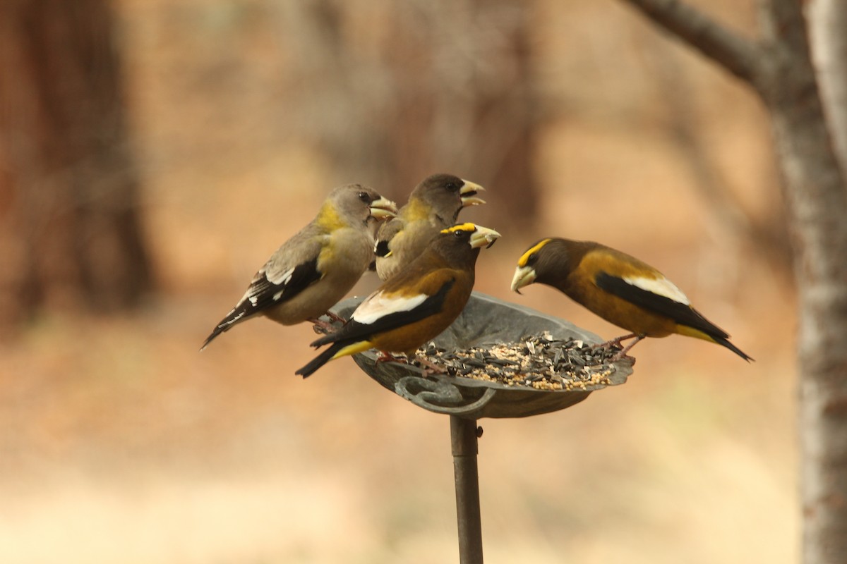 Кіпаль жовтобровий - ML647615518