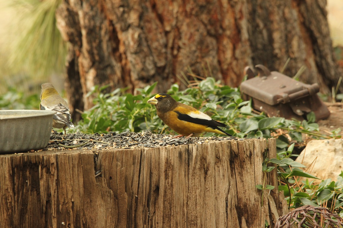 Кіпаль жовтобровий - ML647615519