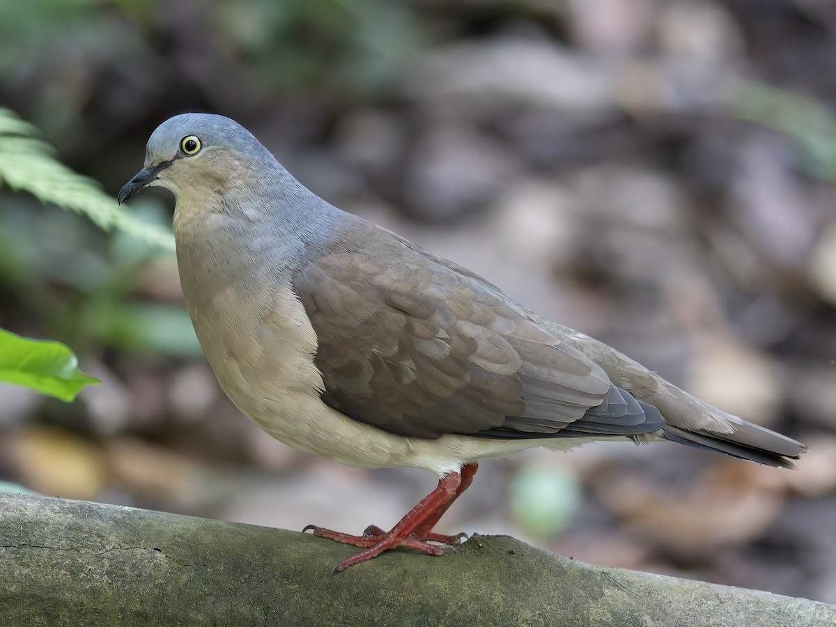 Горличка мексиканська - ML647615524