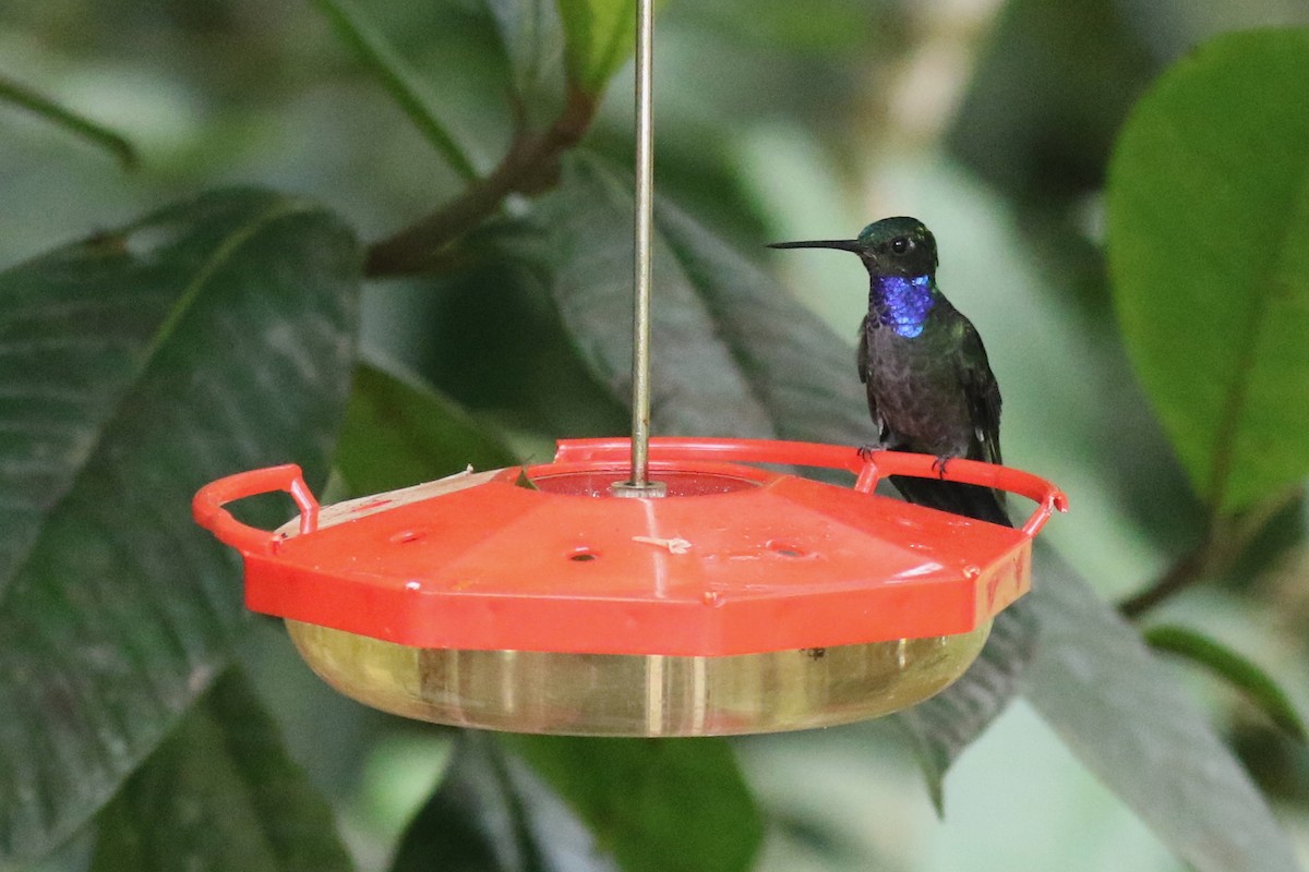 Колібрі-шаблекрил еквадорський - ML647615525