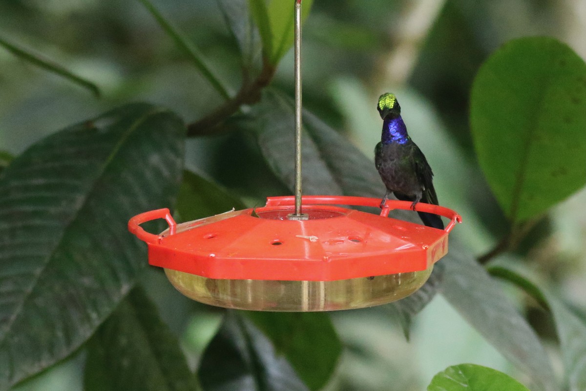 Колібрі-шаблекрил еквадорський - ML647615526