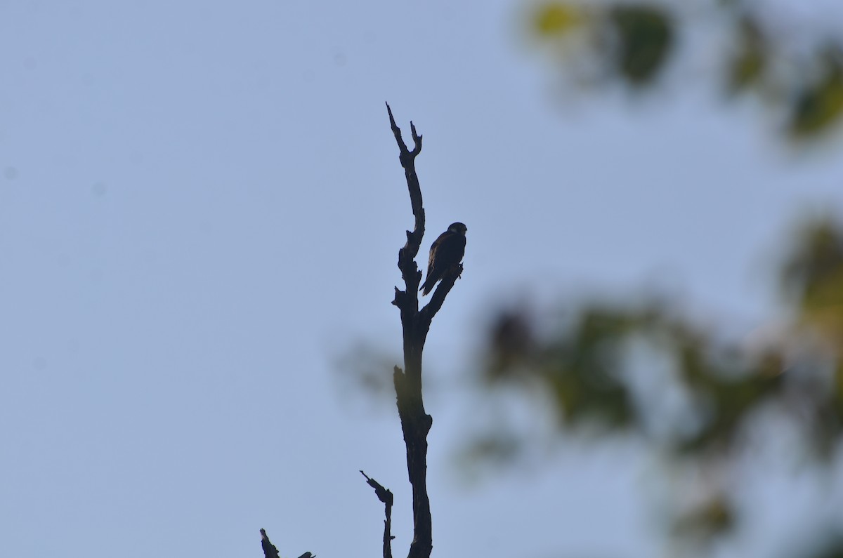 Сапсан - ML647615530