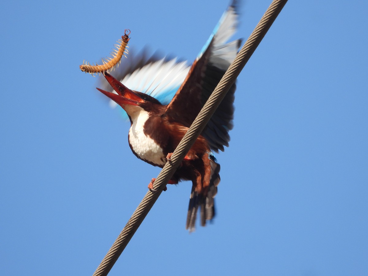 Альціон білогрудий - ML647615534