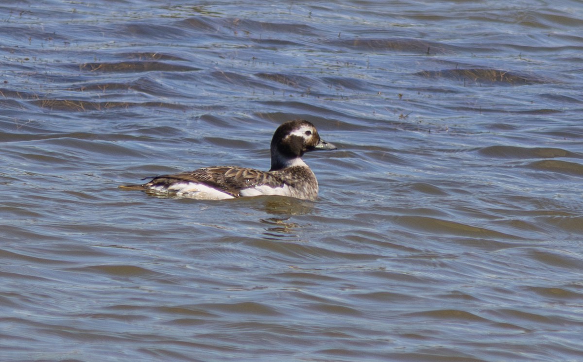 Морянка - ML647615536