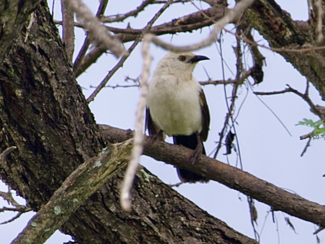 Кратеропа намібійська - ML647615539