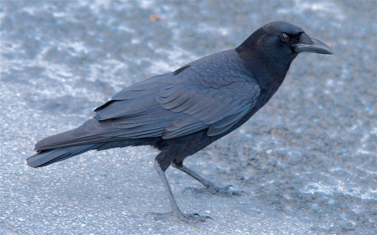 Ворона американська - ML647615540