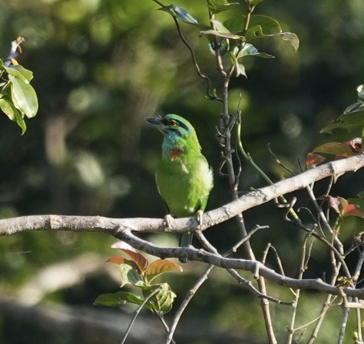 Бородастик чорновусий - ML647615542