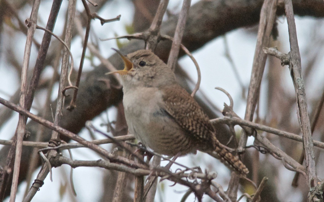 Northern House Wren - ML647615572