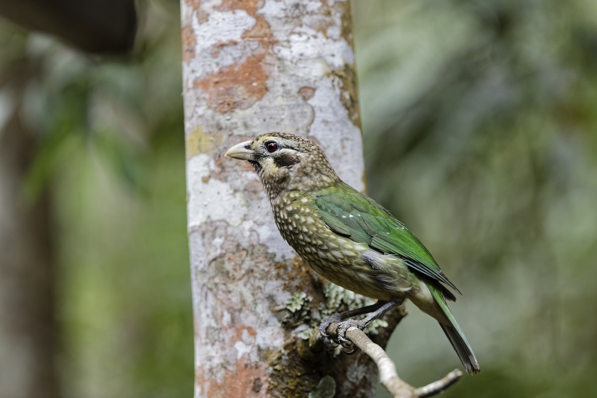 Spotted Catbird - ML647615576