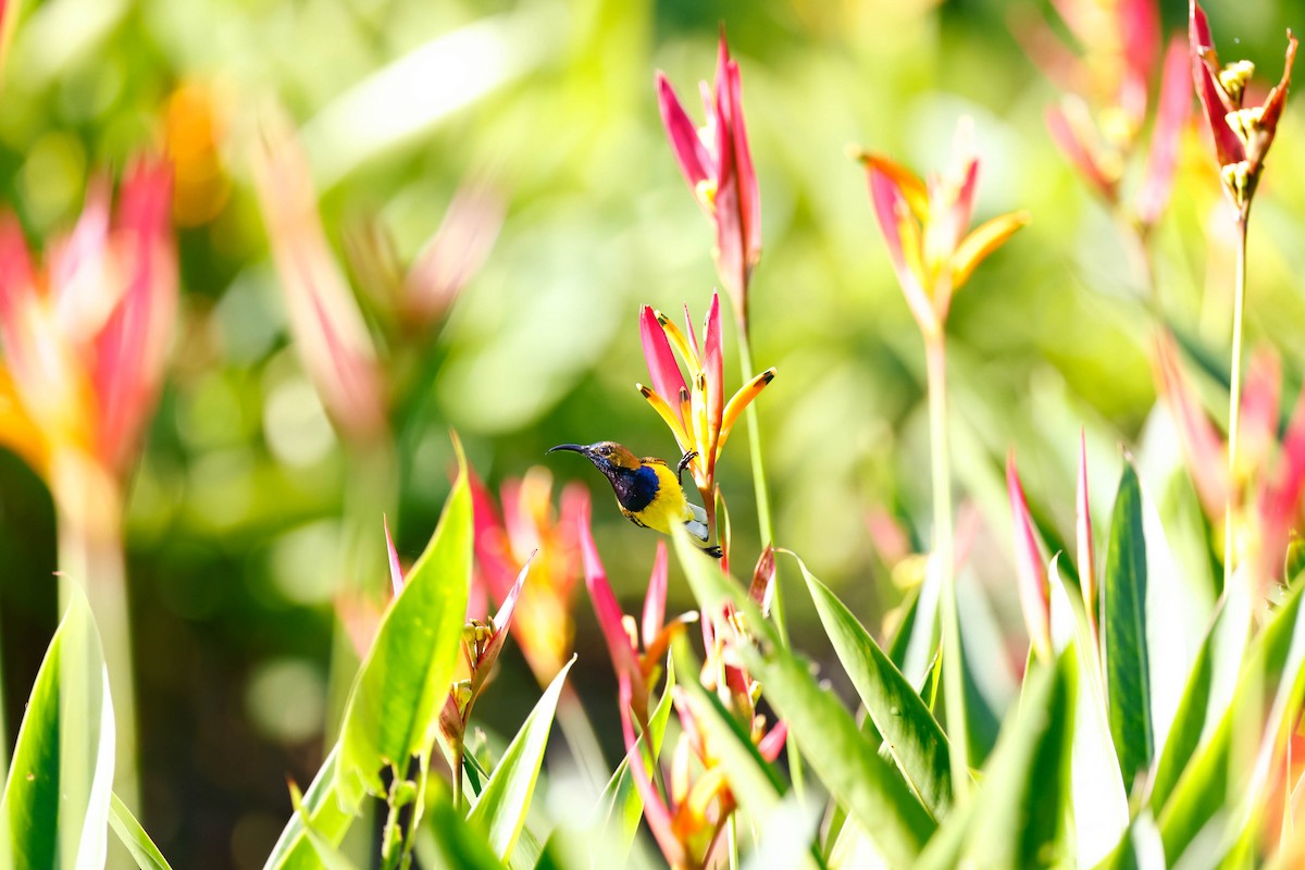Ornate Sunbird - ML647615582
