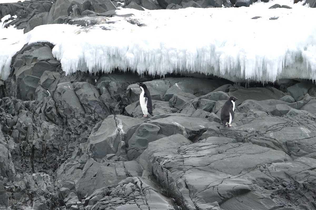 Adelie Penguin - ML647615592