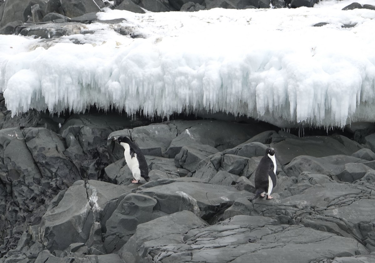 Adelie Penguin - ML647615594