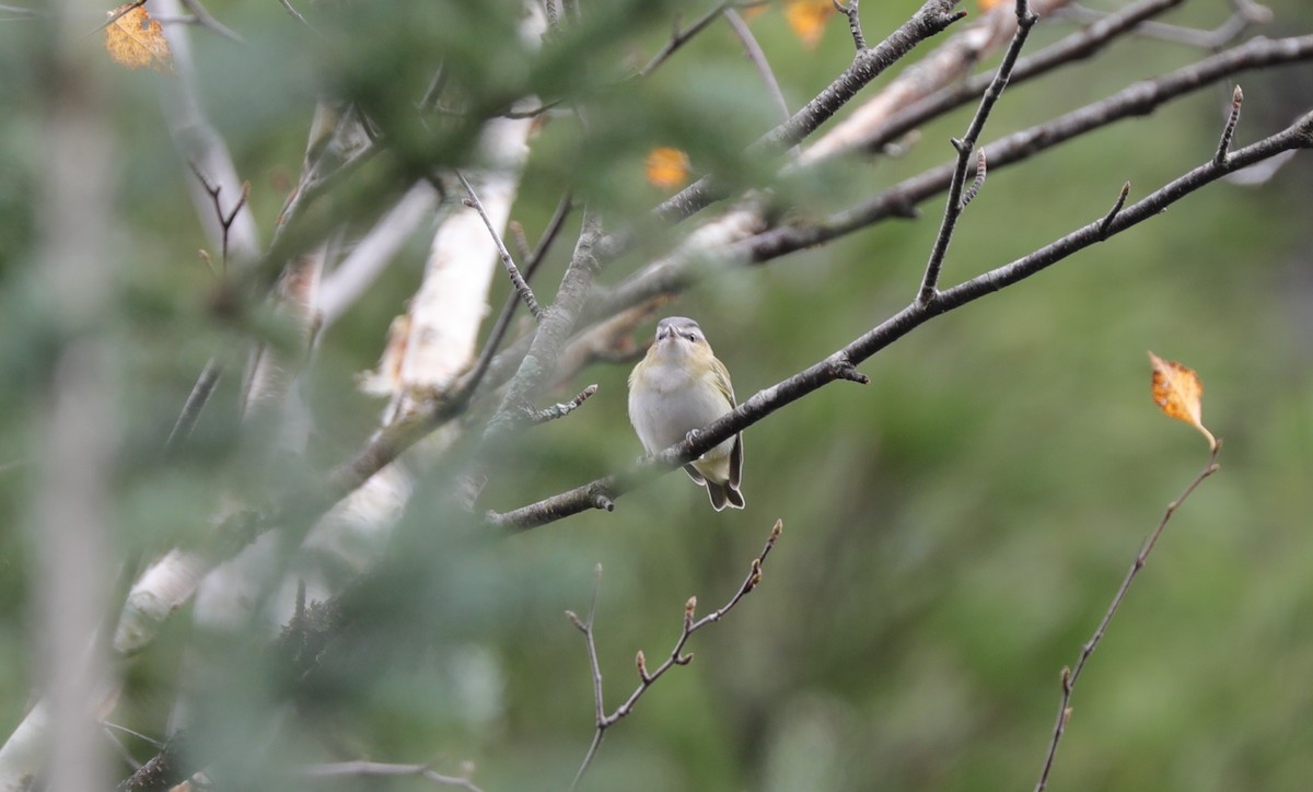 アカメモズモドキ - ML647615596