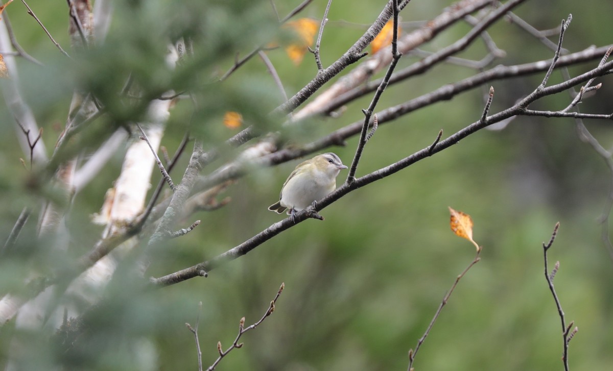 アカメモズモドキ - ML647615597