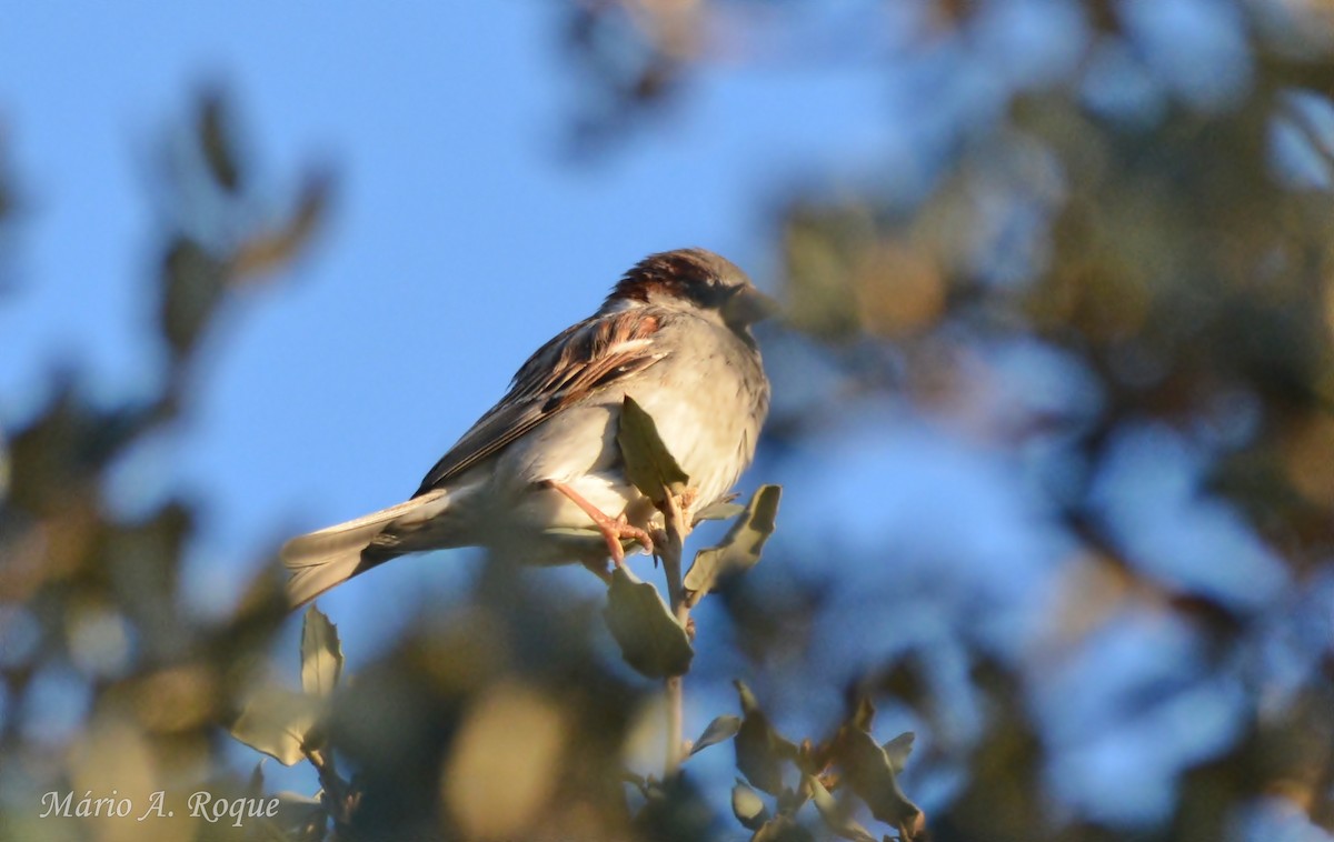 Gorrión Común - ML647615606