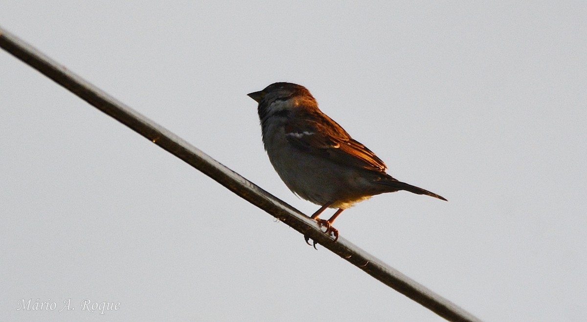 Gorrión Común - ML647615607