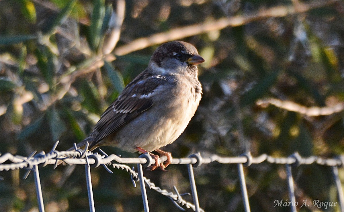 Gorrión Común - ML647615608