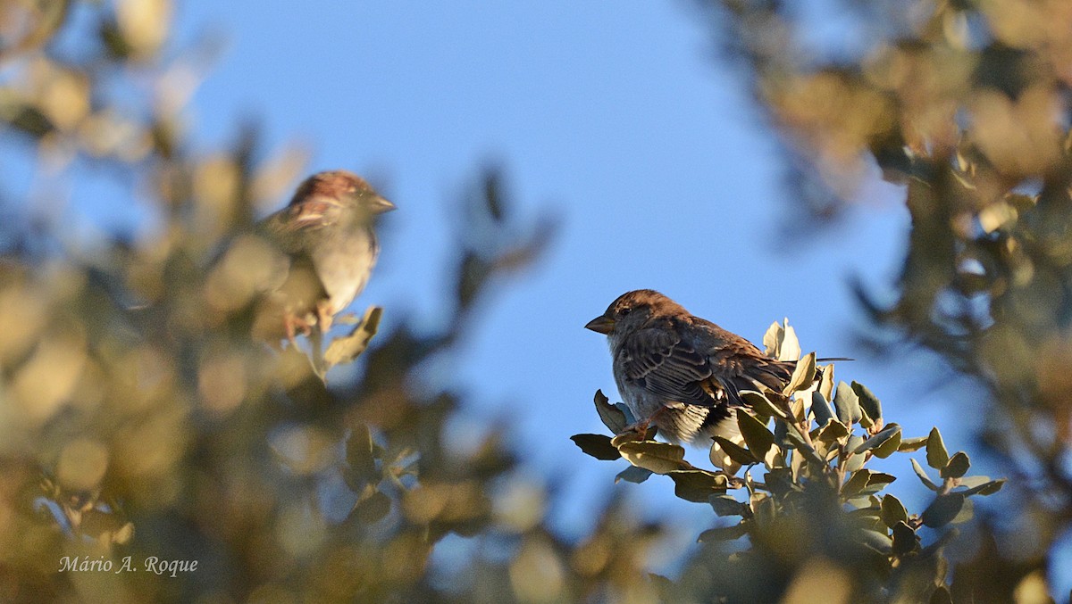 Gorrión Común - ML647615609