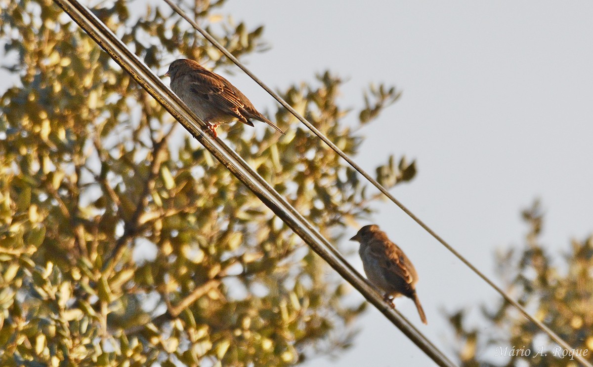 Gorrión Común - ML647615610