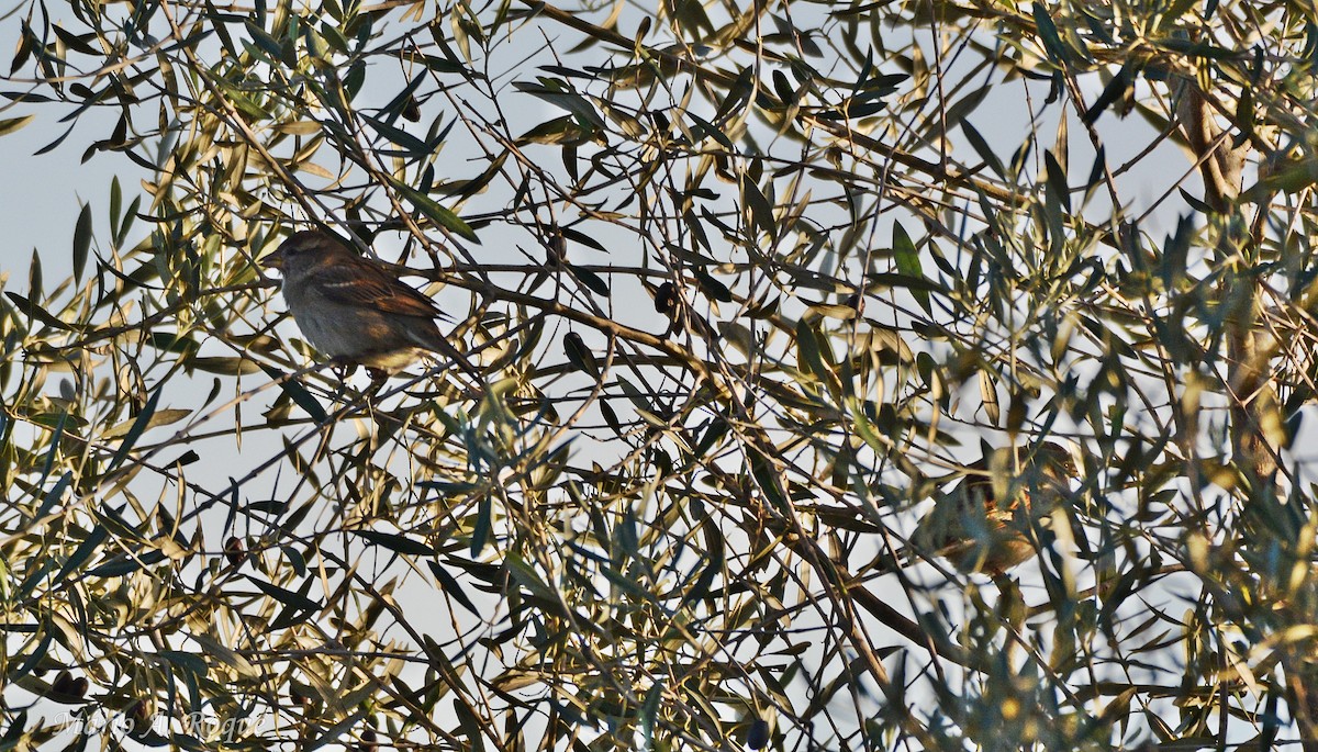 Gorrión Común - ML647615612