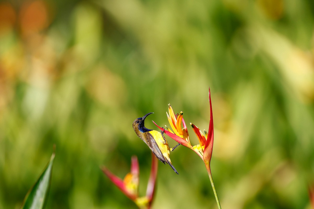 Ornate Sunbird - ML647615635