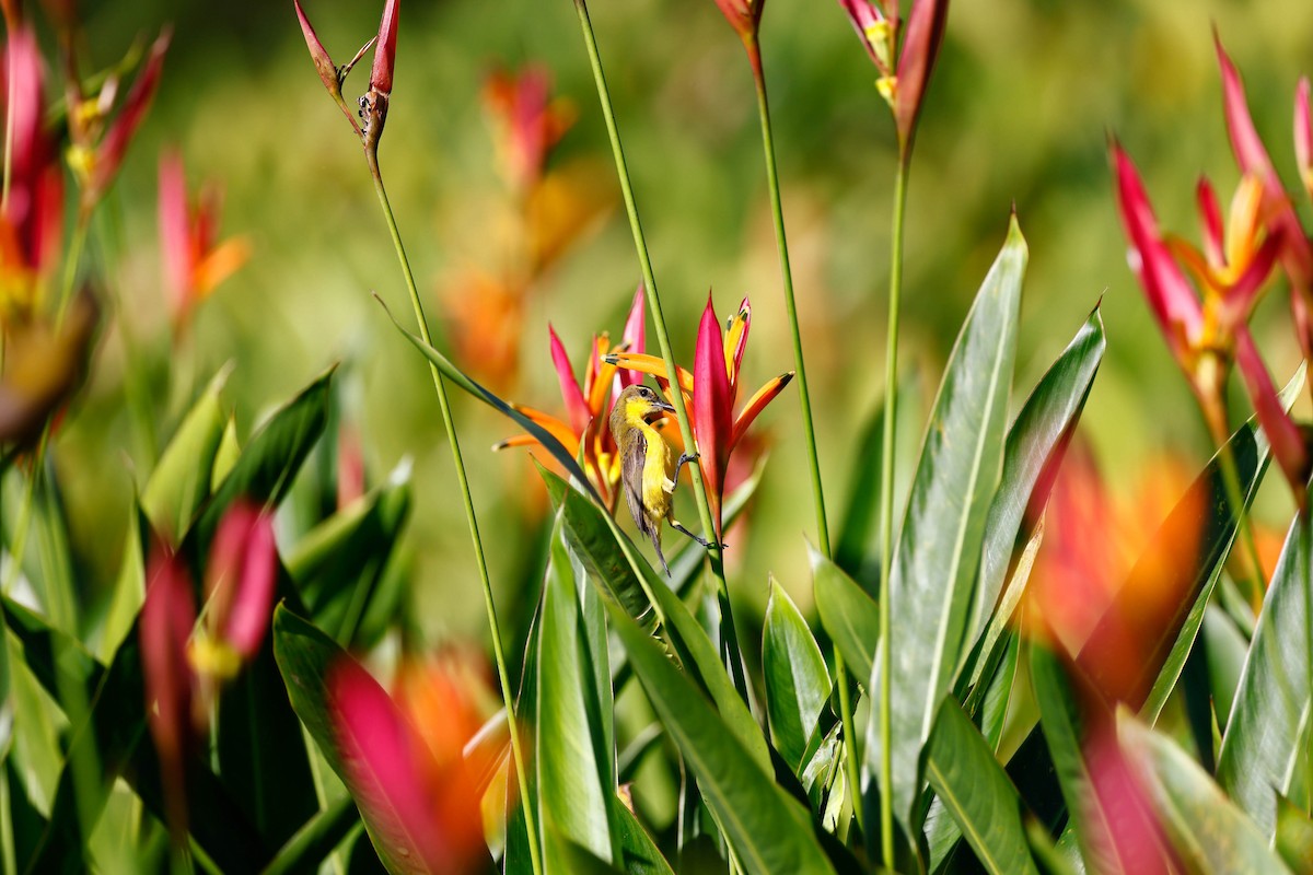 Ornate Sunbird - ML647615636