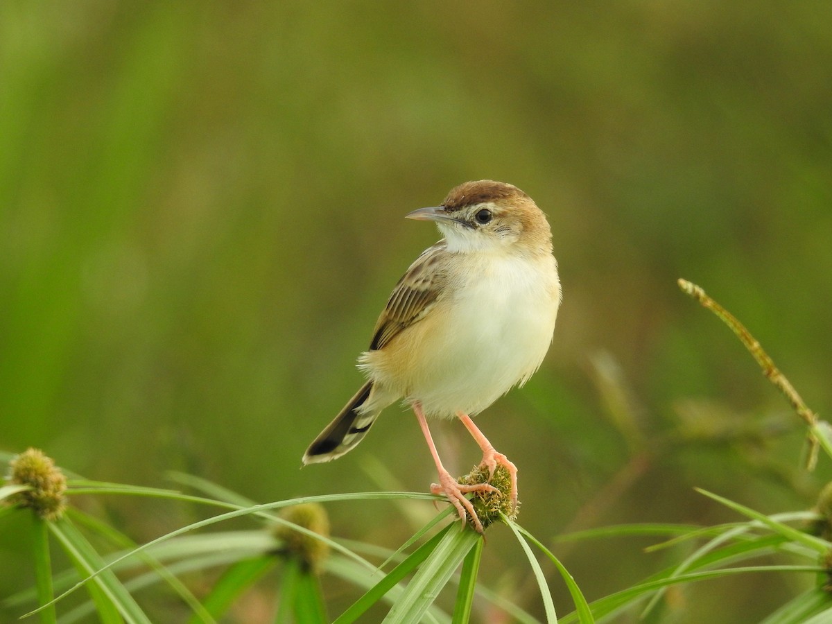 Золотистая цистикола - ML647615657