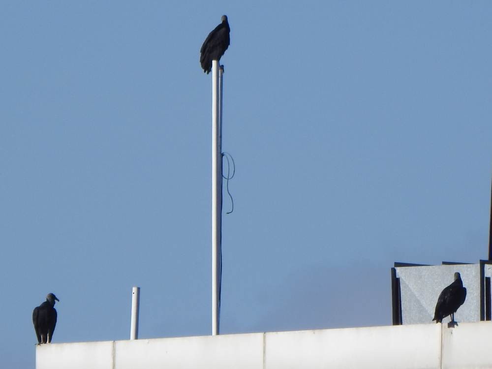 Чёрная катарта - ML647615669