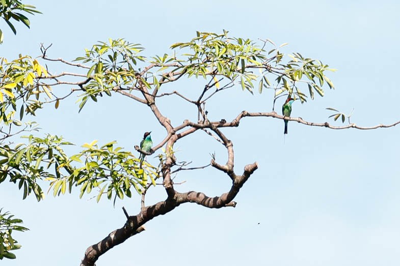 Малайская щурка - ML647615673