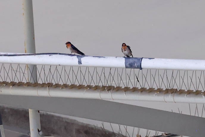 Домовая ласточка - ML647615682