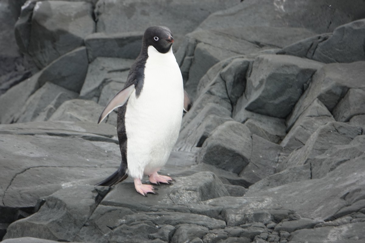 Adelie Penguin - ML647615690