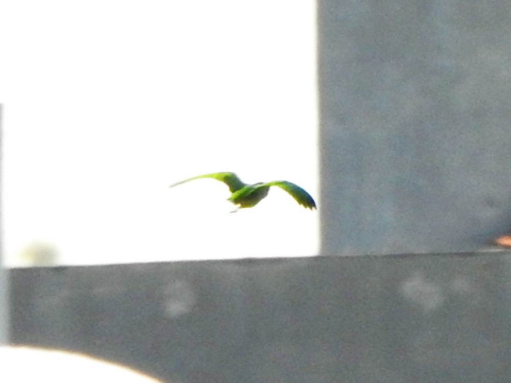 Scarlet-fronted Parakeet - ML647615699